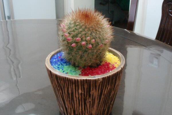 仙人球放客廳好嗎，不建議放在客廳（容易帶來煞氣）