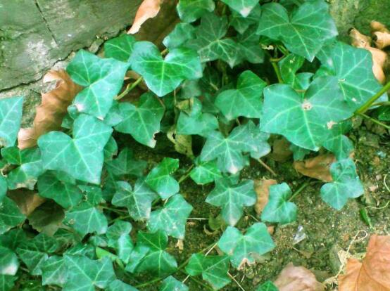 常春藤干枯了還會(huì)活嗎，干枯后存活四種解決辦法