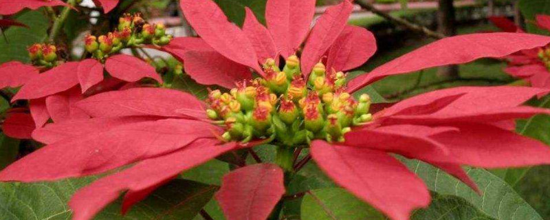 一品紅可以用什么技術(shù)延遲開花