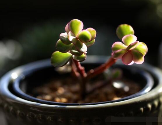 雅樂之舞的用途，盤點最實用四種價值