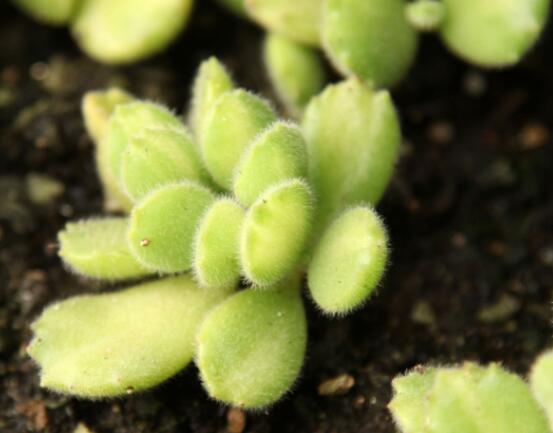 熊童子開花要施肥嗎，施以磷鉀肥為主/35度以上停止施肥