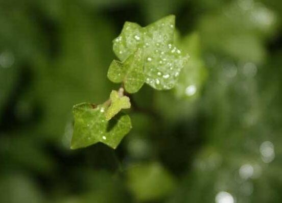 好看的常春藤盆景圖片欣賞，綠化環(huán)境、春天長駐