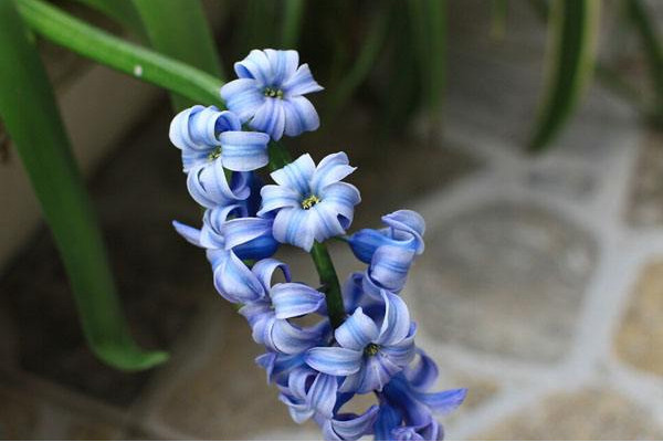 風信子一年開幾次花，開一次花在每年2~3月之間