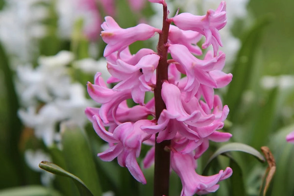 風信子秋天怎么養(yǎng)