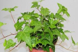 常春藤怎么澆水，常春藤多久澆一次水