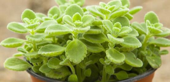 碰碰香有毒嗎，碰碰香一碰就芳香怡人