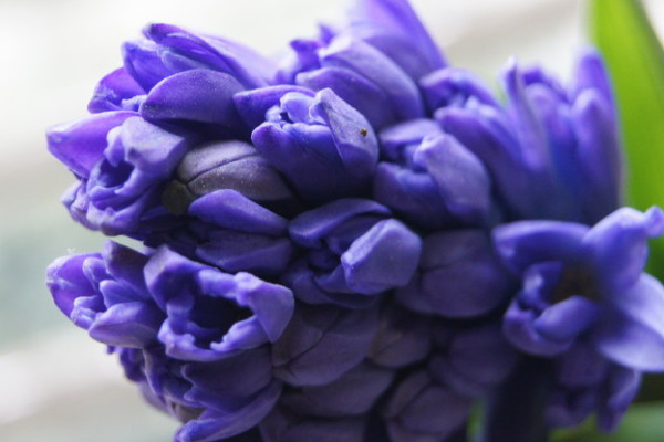 風(fēng)信子球根怎么栽培