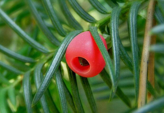 家里紅豆杉的風(fēng)水禁忌，五行多木的人不適合養(yǎng)殖