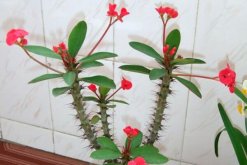 虎刺梅的病蟲(chóng)害防治，如何防治虎刺梅患病蟲(chóng)害