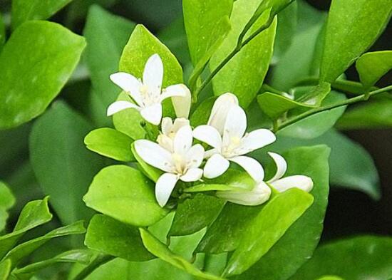 九里香葉子為什么發(fā)黃，九里香葉子發(fā)黃怎么辦