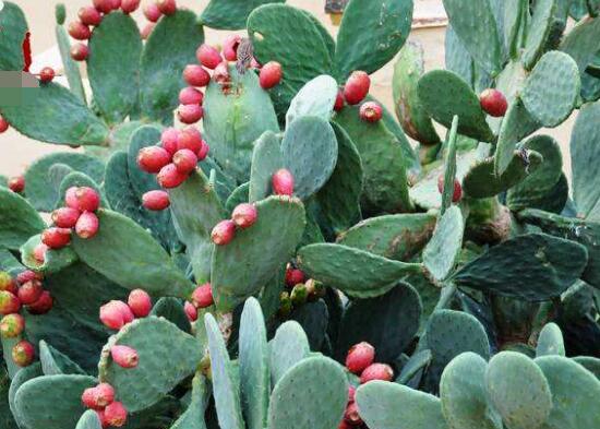 仙人掌的果實(shí)能吃嗎，食用可清熱解毒、養(yǎng)顏?zhàn)o(hù)膚