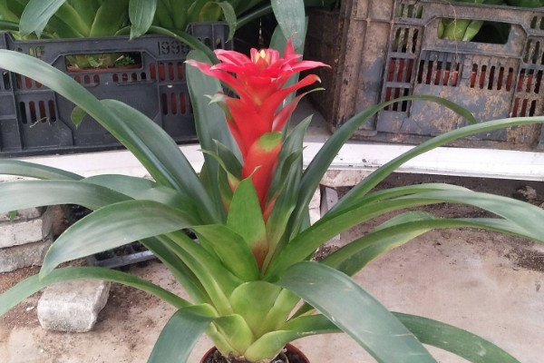 鴻運(yùn)當(dāng)頭冬天怎么澆水