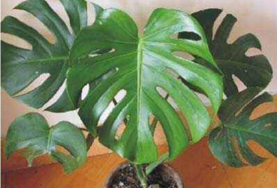 誤食龜背竹葉子怎么辦，第一時(shí)間去醫(yī)院積極治療(中毒較深)