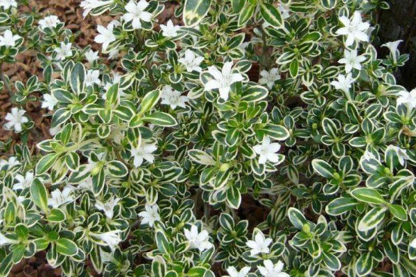 六月雪盆栽適合什么時候種