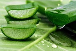 蘆薈有什么作用和功效，作用全面但也需要注意