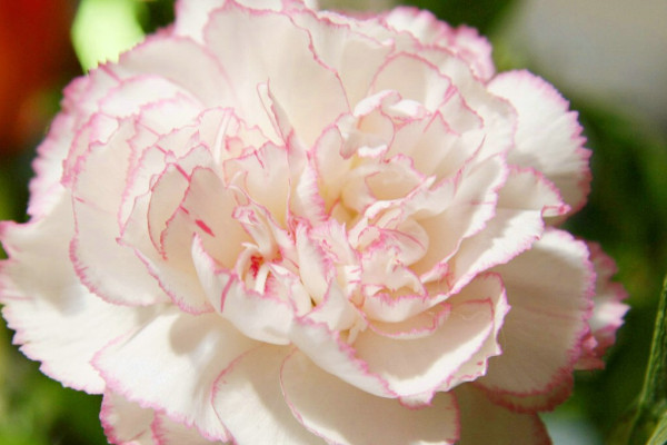 康乃馨花期可以曬太陽(yáng)嗎