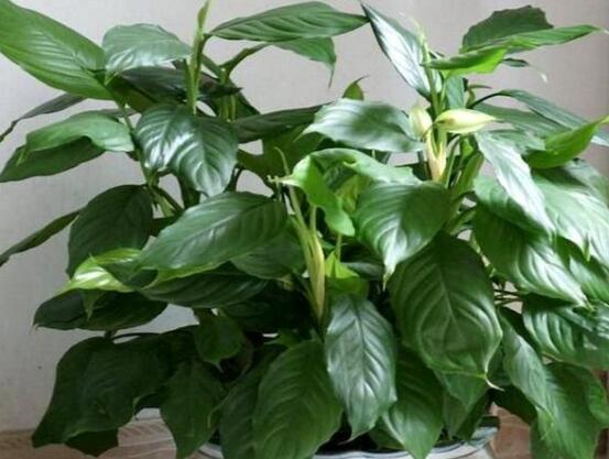 萬年青的作用，凈化空氣、利尿、解毒