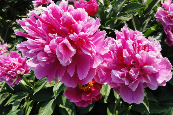 芍藥花夏季開花嗎