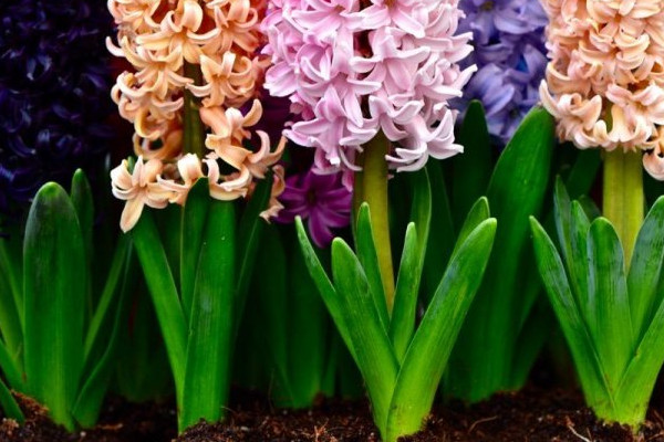 風(fēng)信子冬天怎么養(yǎng)