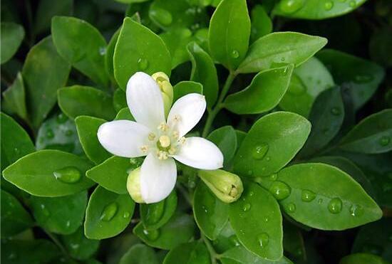 九里香爛根的原因，九里香爛根怎么辦