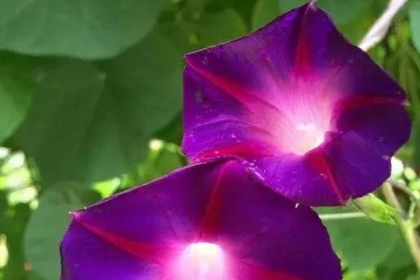 牽?；ㄒ圃远嗑每梢跃徝? src="/nongchan/d/file/20201223/qqxkrawxwvm.jpg" / data-d3hz="Ut2Fo9"></p>
<p data-FraG="jP6roi">
	牽牛花是一種喜陽的植物，所以移栽后等到它適應(yīng)新環(huán)境了，就需要將其養(yǎng)護在采光好的地方，這樣它才能生長旺盛，不然光照不足的話，它就容易長勢不良，但是夏季的時候要注意為其遮蔽強光，以免植株被灼傷。</p>
<p data-0fRt="lpajxx">
	<strong data-yn6n="QibZE4">3、合理施肥</strong></p>
<p data-ArUs="hJTErV">
	牽牛花緩苗成功后，還需要合理的為其施肥，這個時候最好每隔2-3周為其施加一次稀薄的腐熟肥水或者復(fù)合肥，這樣它才能生長旺盛，注意不能為其施加生肥或者濃肥，不然很容易導(dǎo)致它產(chǎn)生肥害。</p>
<p data-EXbg="ZUakdS">
	<strong data-N1UU="IjGaeI">4、適當(dāng)修剪</strong></p>
<p data-grS4="4yueGJ">
	<img alt=