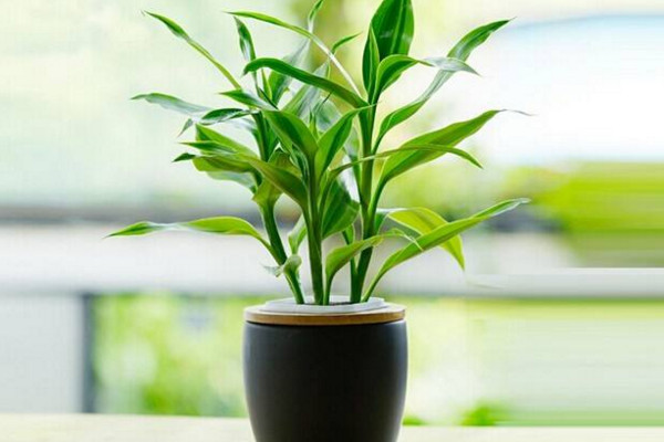 富貴竹冬天怎么養(yǎng)