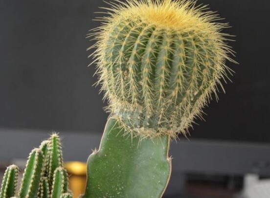 怎樣養(yǎng)仙人球容易開花，記住五個(gè)要點(diǎn)花開爆盆