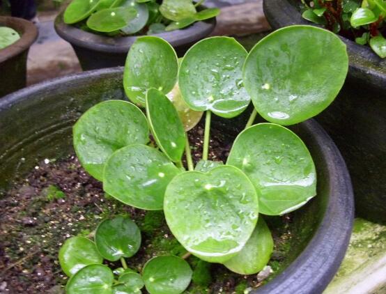 銅錢草和鏡面草的區(qū)別，外觀/生長環(huán)境/價(jià)值三種區(qū)別方法