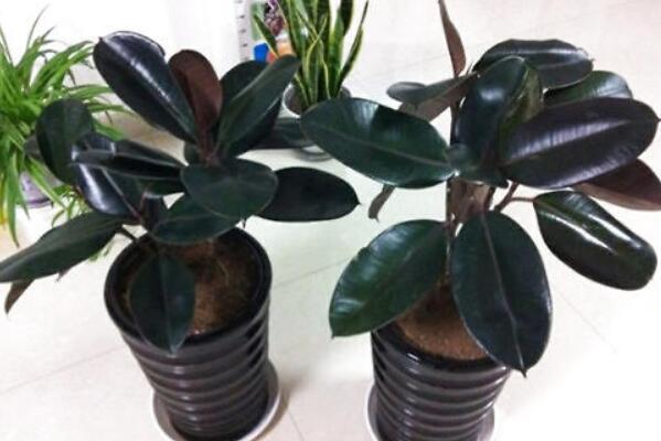 橡皮樹的養(yǎng)殖方法，保證植株生長的5大要點