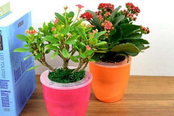 虎刺梅致癌真的假的，養(yǎng)殖虎刺梅的土壤含有致癌物質(zhì)