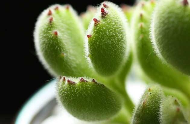 熊童子的種類，綠熊、白熊、黃熊三大種類