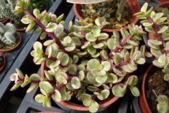 雅樂(lè)之舞好養(yǎng)嗎，掌握以下技巧可以讓植株迅速爆盆