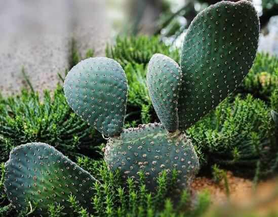仙人掌怎么澆水和施肥，教你三個步驟便可生長枝葉翠綠