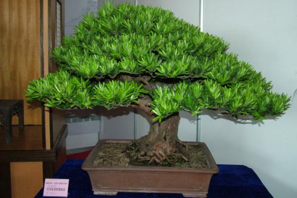 日本羅漢松的養(yǎng)殖方法，四個要點教你養(yǎng)日本羅漢松