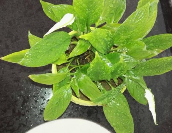 一帆風順水養(yǎng)還是土養(yǎng)，土養(yǎng)最為合適(水養(yǎng)易爛根)