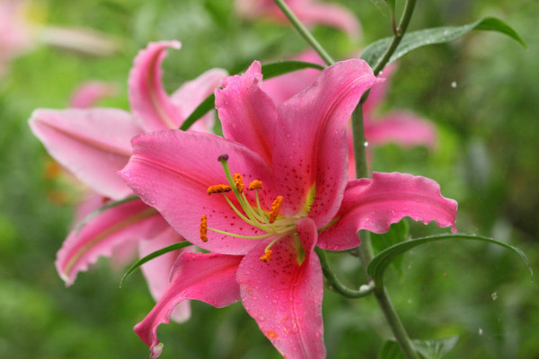 百合花可以反復(fù)開花嗎