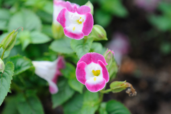 牽?；ǚN子可以用真空保存嗎