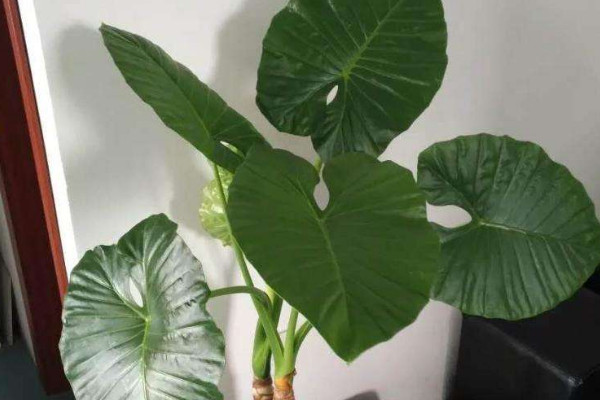 霸王玉和滴水觀音的區(qū)別