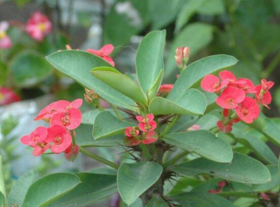 虎刺梅冬天養(yǎng)殖的禁忌，做好四個要點便可安然過冬