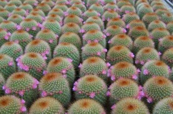 仙人球移栽注意事項(xiàng)，注意不可弄傷根系、及時消毒/土壤微濕潤