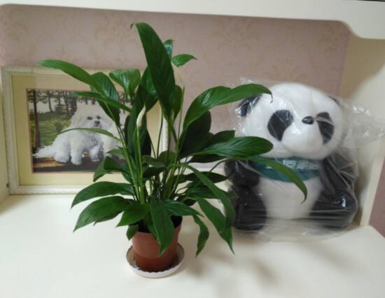 一帆風(fēng)順?biāo)B(yǎng)還是土養(yǎng)，土養(yǎng)最為合適(水養(yǎng)易爛根)