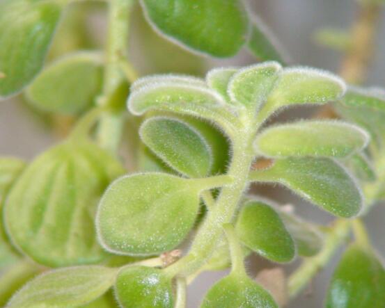 碰碰香和薄荷的區(qū)別，解析一眼就能分辨出的兩種方法