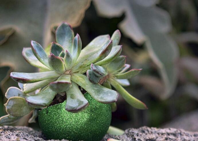 玉樹的葉子發(fā)軟發(fā)黃，防止這些問題發(fā)生的解決方法