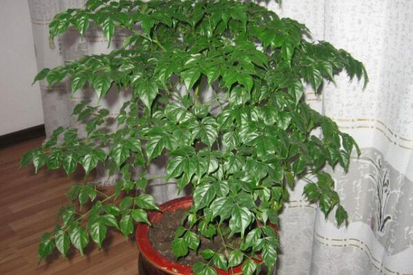 幸福樹(shù)可以扦插繁殖嗎