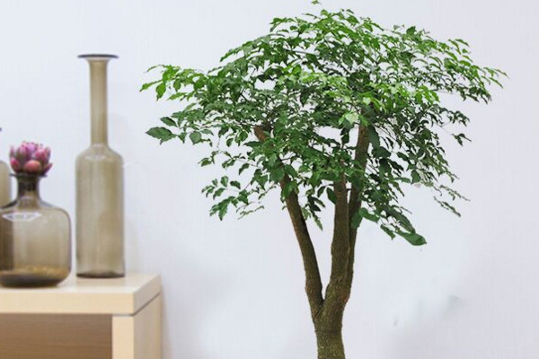 幸福樹幾天澆一次水，一般情況可7~10天澆水一次