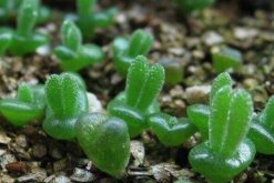 碧光環(huán)花語是什么，碧光環(huán)—可愛的精靈