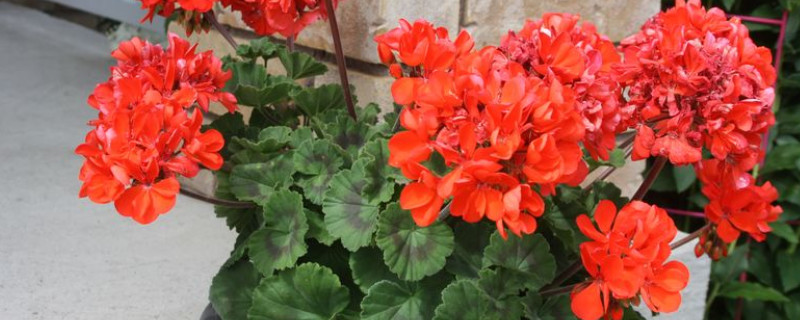 天竺葵長(zhǎng)高了怎么修剪