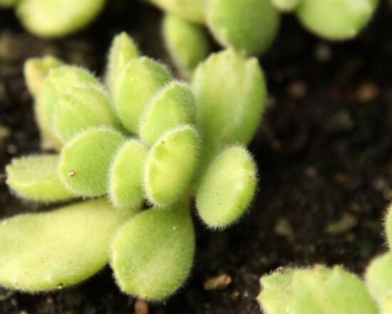 熊童子掉葉子怎么回事，三種原因以及解決方法