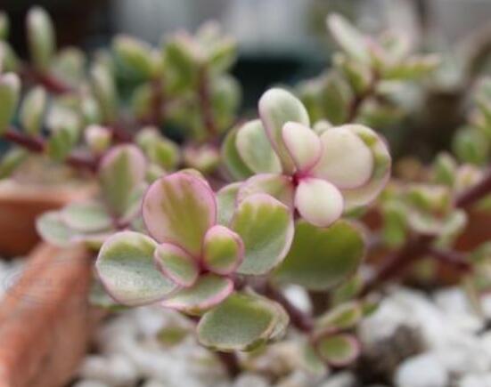 雅樂之舞的用途，盤點最實用四種價值