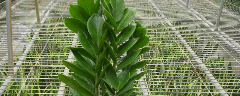 金錢樹的養(yǎng)殖方法和繁殖方法